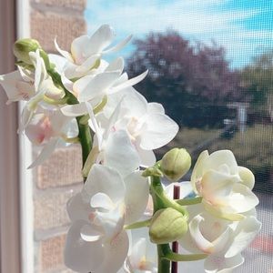 Meet your Posher, Frankie